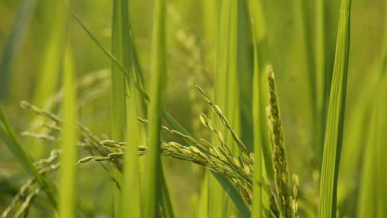 Rice Field Restaurant Green Paddy Outdoor Dining