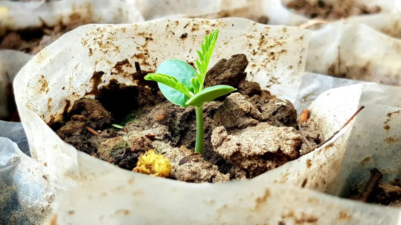 Success Story Growing Plant