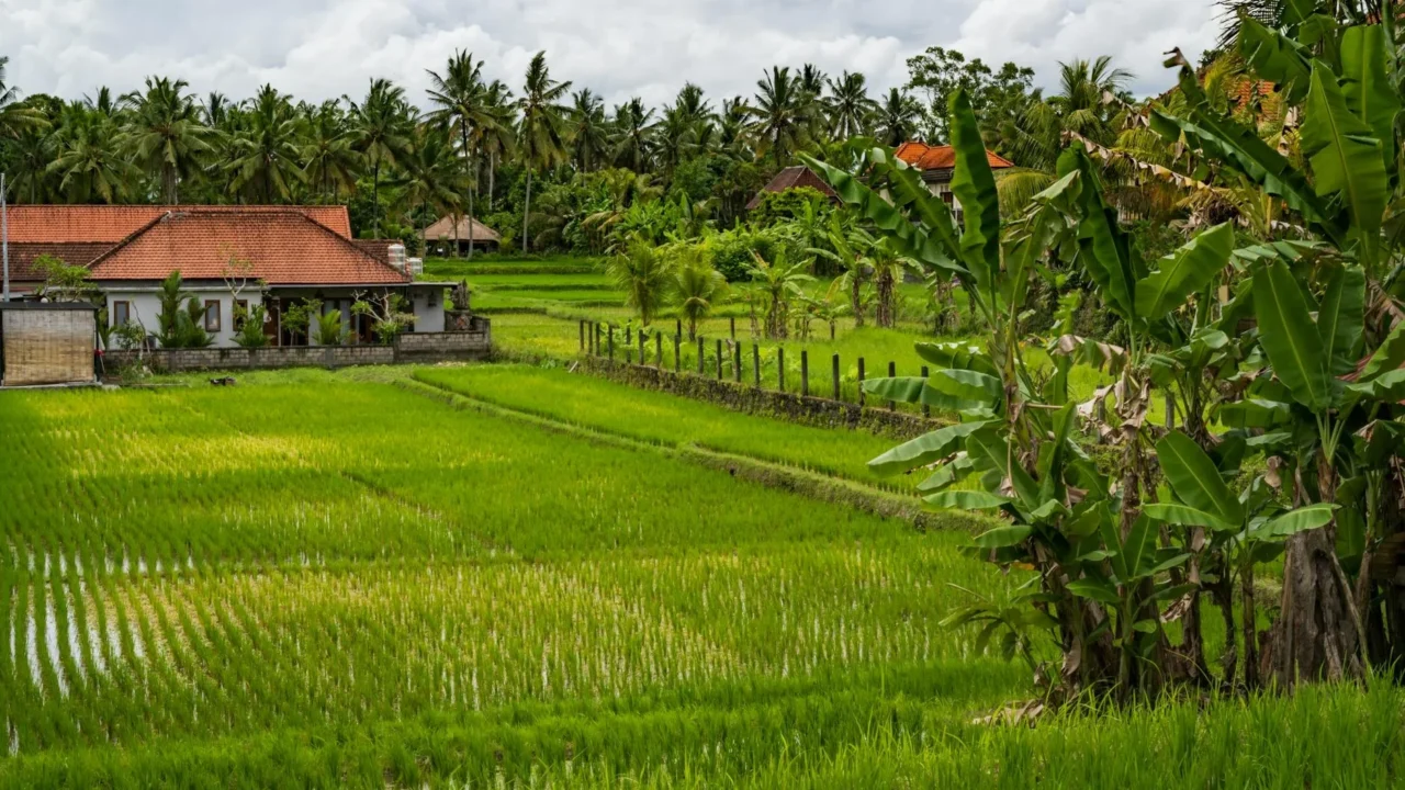 Ubud Landscape Rice Fields Jungle Valley